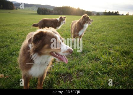 Tre pastori australiani che giocano in un Green Field al Sunset Foto Stock