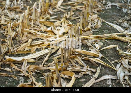 Vista dei gambi di mais tagliati ed essiccati nel campo di un agricoltore e delle foglie secche cadute sul terreno dopo il raccolto autunnale. Alimentare il raccolto di mais Foto Stock