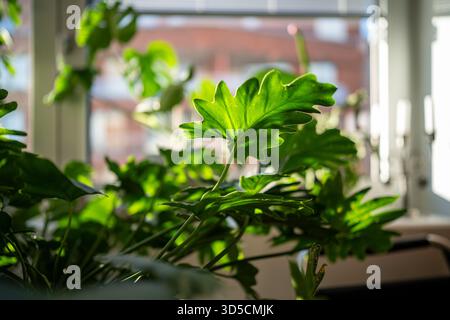 Philodendron Xanadu alla luce del pomeriggio al chiuso durante novembre in Svezia Foto Stock