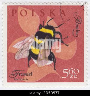 POLONIA — 1961 dicembre 30: Francobollo arancione-marrone da 5,60 zloty raffigurante insetti in colori naturali: Bumble Bee. Un Bumblebee (Bumble bee, Bumble-bee o Humble-bee) è una qualsiasi delle oltre 250 specie del genere Bombus, parte di Apidae, una delle famiglie di api. Si trovano principalmente ad altitudini o latitudini più elevate nell'emisfero settentrionale, anche se si trovano anche in Sud America, dove sono state identificate alcune specie tropicali di pianura. Le femmine possono pungere ripetutamente, ma generalmente ignorano gli esseri umani e altri animali Foto Stock