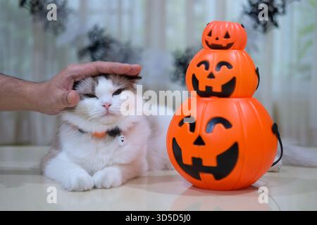 Simpatico gatto Ragdoll con zucca, decorazione di Halloween Foto Stock