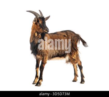 Capra domestica con pelliccia marrone in piedi e guardando indietro sulle spalle su uno sfondo bianco Foto Stock