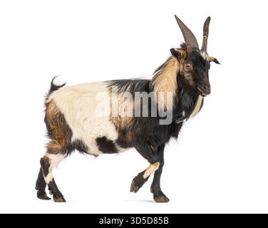 Capra bagot tricolore che cammina e guarda in basso, isolata su sfondo bianco Foto Stock