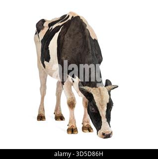 Mucca bianca e nera che sta in piedi e abbassa la testa, isolata sul bianco Foto Stock