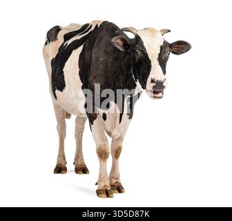 Mucca in bianco e nero in piedi e adagiata su sfondo bianco, sembra sorpresa Foto Stock