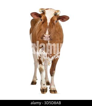 Vacca Holstein da latte bianca e marrone sana che cammina in avanti, isolata su sfondo bianco Foto Stock
