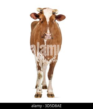 Ritratto a figura intera di una mucca holstein su sfondo bianco, con il suo caratteristico cappotto marrone e bianco Foto Stock