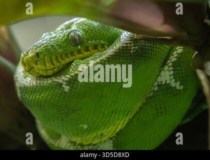 Emerald tree boa Foto Stock