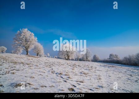 Germania, alberi ricoperti di neve bianca su interminabili pascoli innevati con nebbia in un paesaggio freddo e gelido d'inverno Foto Stock