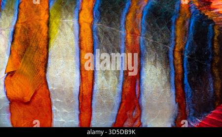 Primo piano della pelle di pesce zaffiro di arlecchino che rivela un'affascinante esposizione di tonalità arancio, blu e bianco Foto Stock