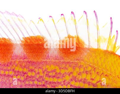 Primo piano della pinna dorsale di pseudanthias flavoguttatus, evidenziando la sua colorazione rosa e gialla vibrante Foto Stock