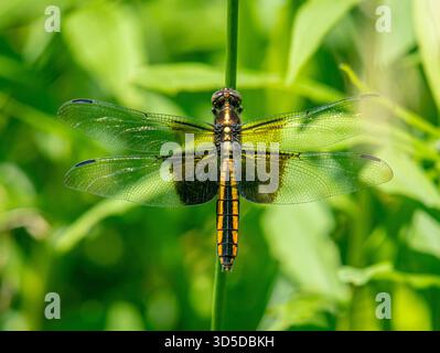 Femmina di dragonfly vedova Skimmer arroccata in un prato erboso in una riserva naturale della Driftless area vicino al Wisconsin. Foto Stock