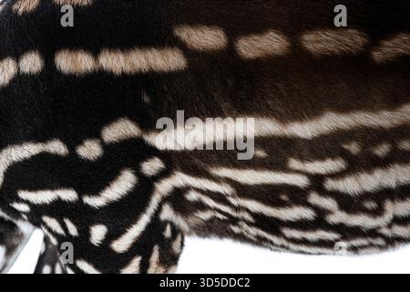 Vista dettagliata del caratteristico motivo di pelliccia di un tapir malese - tapirus indicus - , che mette in risalto i suoi contrasti segni in bianco e nero Foto Stock