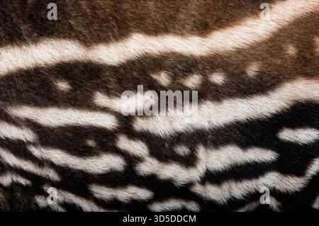 Vista dettagliata del caratteristico motivo di pelliccia di un tapir malese - tapirus indicus - , che mette in risalto i suoi contrasti segni in bianco e nero Foto Stock