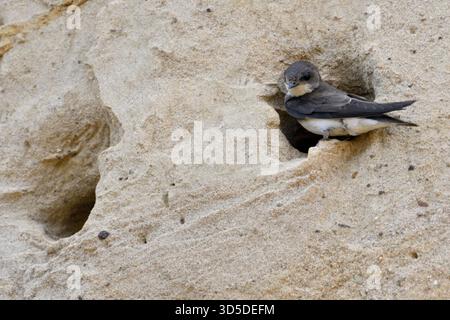 Sabbia Martin / Banca Swallow / Uferschwalbe ( Riparia Riparia) seduta al suo nido foro, in una scogliera di sabbia di una banca di fiume, la fauna selvatica, l'Europa. Foto Stock