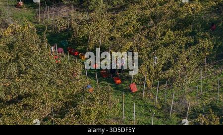 Vista aerea degli agricoltori che raccolgono mele dai lussureggianti frutteti verdi sotto la luce del sole durante la stagione autunnale Foto Stock