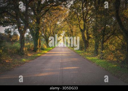 Bolgherese Road in autunno, strada alberata dritta al tramonto. Bolgheri, Castagneto Carducci, regione Toscana, Italia Foto Stock