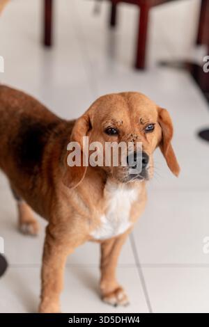 Un ritratto sincero di un curioso cane di razza mista con pelliccia abbronzata e orecchie droopy, in piedi all'interno su un pavimento piastrellato bianco pulito. Foto Stock