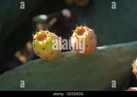 Due frutti maturi di fico d'India (Opuntia) in tonalità giallo-arancio, ricoperti di spine fini, che crescono fianco a fianco su una pagaia verde di cactus. Foto Stock