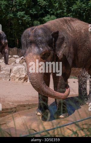 Un elefante asiatico solleva il suo tronco, coperto di fango, mostrando un comportamento naturale e una consistenza robusta. Foto Stock