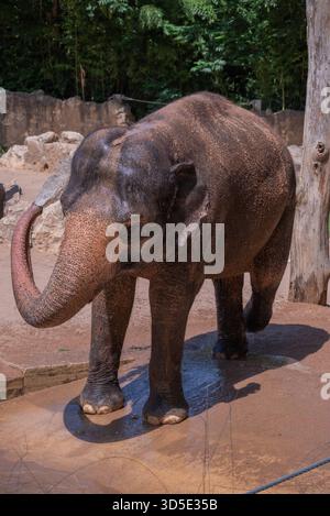 Un elefante asiatico ricoperto di fango arriccia il tronco mentre si raffredda nel caldo estivo. Foto Stock