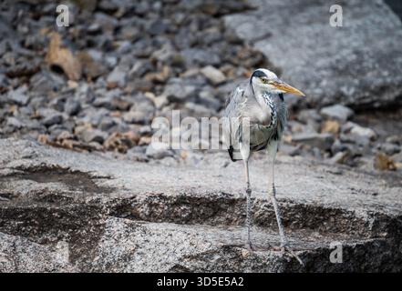 Un airone grigio si erge sulla roccia mentre perlustra l'area. Le gambe lunghe e il becco acuto contrastano con lo sfondo in pietra. Foto Stock
