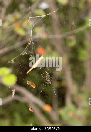Joro Spider (Trichonephila clavata) Golden Silk Orb Web Spider grande femmina e piccolo maschio a Tokyo, Giappone Foto Stock