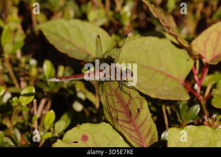 Autunno Darter Dragonfly - Sympetrum frequenta donne nel giardino dell'hotel Takayama Foto Stock