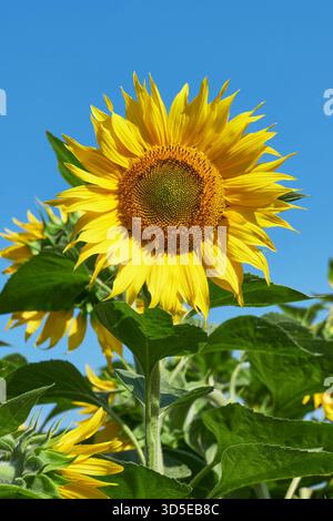 La testa di girasole gialla singola, grande e vibrante, si erge su un cielo azzurro senza nuvole. Estate, vitalità e bellezza naturale con un forte contrasto Foto Stock