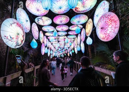 Sanford, Stati Uniti. 14 novembre 2025. I visitatori potranno visitare l'Asian Lantern Festival, che si tiene presso il Central Florida Zoo & Botanical Gardens di Sanford, Florida. L'evento presenta paesaggi ispirati all'oceano, creature mitiche e un drago illuminato da migliaia di luci di vacanza a LED, che celebrano la cultura, l'arte e la bellezza delle tradizionali feste delle lanterne amate in tutta l'Asia per secoli. (Foto di Ronen Tivony/NurPhoto) credito: NurPhoto SRL/Alamy Live News Foto Stock