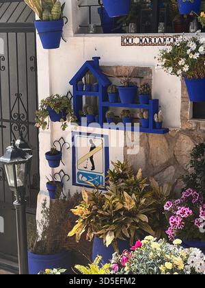 Vivace esposizione di vasi di fiori in ceramica blu e uno scaffale decorativo di cactus su una parete imbiancata ad Alicante, Spagna. Foto Stock