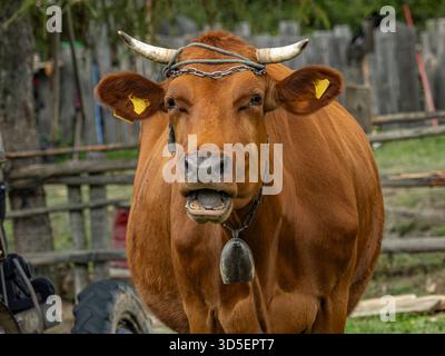 Una robusta mucca marrone con campanella e catena in metallo si erge in un'arteria rustica, che guarda verso lo spettatore, trasmettendo calma curiosità e fascino rurale Foto Stock