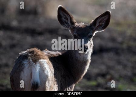 Mule cervi, Wallowa Valley, Oregon. Foto Stock