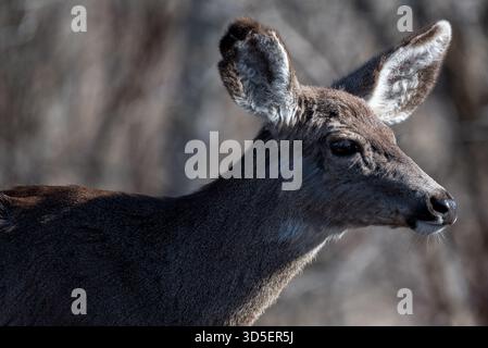 Mule cervi, Wallowa Valley, Oregon. Foto Stock