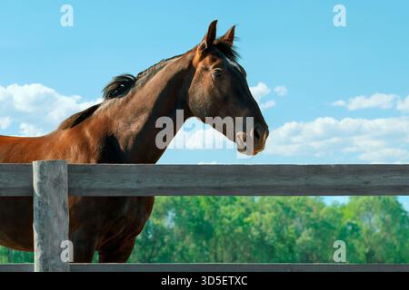 Cavallo della baia in piedi in un paddock, ritratto ravvicinato. Trotter in piedi vicino a una recinzione di legno, vista laterale Foto Stock