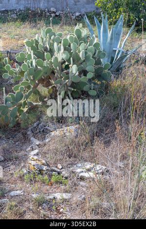 Giardino soleggiato e arido con un grande cactus di fichi d'India e agave blu, circondato da erbe secche e rocce. Un tranquillo e naturale giardino nel deserto Foto Stock