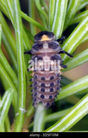 La larva di Anatis ocellata, comunemente nota come coccinella degli occhi, è una specie di coccinella della famiglia Coccinellidae. Foto Stock