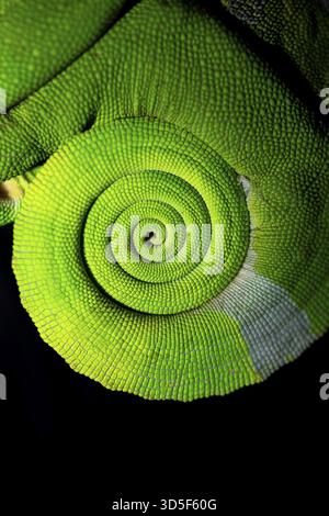 Dettaglio di coda, camaleonte di bihorn (Kinyongia squiei), maschio adulto, camaleonte su un ramo di notte, riserva naturale Amani, Usambara orientale Foto Stock