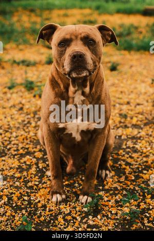 Brown Pit Bull seduto su un terreno coperto di fiori all'aperto Foto Stock