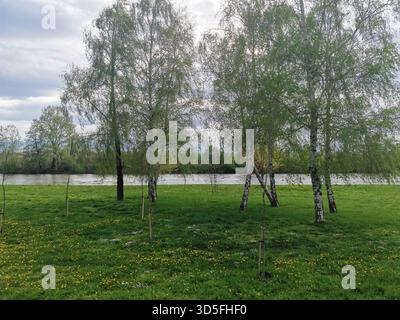 Betulle sul prato del fiume in primavera Foto Stock