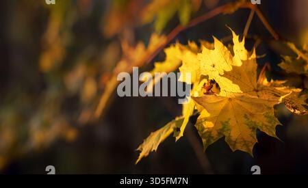 Foglie autunnali gialle di un acero su un ramo nel bosco con sfondo Foto Stock