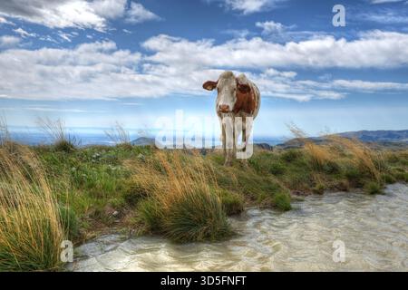 Mucca vicino ad una piscina in un prato alpino. Foto Stock