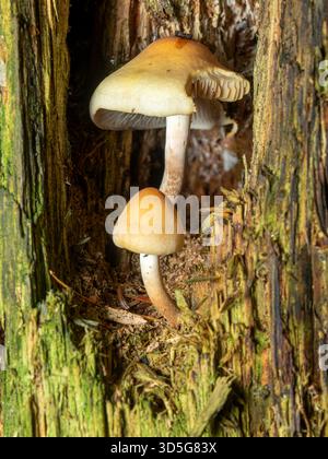 Piccoli funghi che crescono in un ceppo d'albero in decomposizione. Quebec, Canada Foto Stock