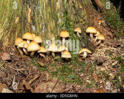 Gruppo di piccoli funghi che crescono su un ceppo d'albero in decomposizione. Quebec, Canada Foto Stock