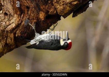Picchio di mais maschio (Melanerpes formicivorus) appeso ad un arto Foto Stock