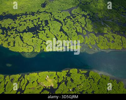 Foresta di mangrovie con canali d'acqua tortuosi e macchie verdi sparse sull'acqua scura. Siargao, Filippine. Foto Stock