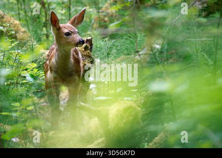 Cervi dalla coda nera in piedi nella termperata foresta pluviale vecchia, Hoh River Trail, Olympic National Park, Jefferson County, Washington, STATI UNITI Foto Stock