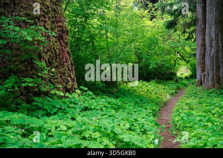 Hoh River Trail che attraversa una foresta pluviale temperata di vecchia crescita, Olympic National Park, Jefferson County, Washington, USA Foto Stock