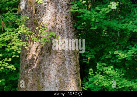 Foresta di abeti di Sitka e acero della vite, foresta pluviale di South Fork Hoh River, Olympic National Park, Jefferson County, Washington, USA Foto Stock