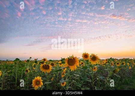 Campi di girasole sotto il tramonto del Kansas con una calda luce serale e nuvole rosa colorate che si estendono attraverso il cielo Foto Stock